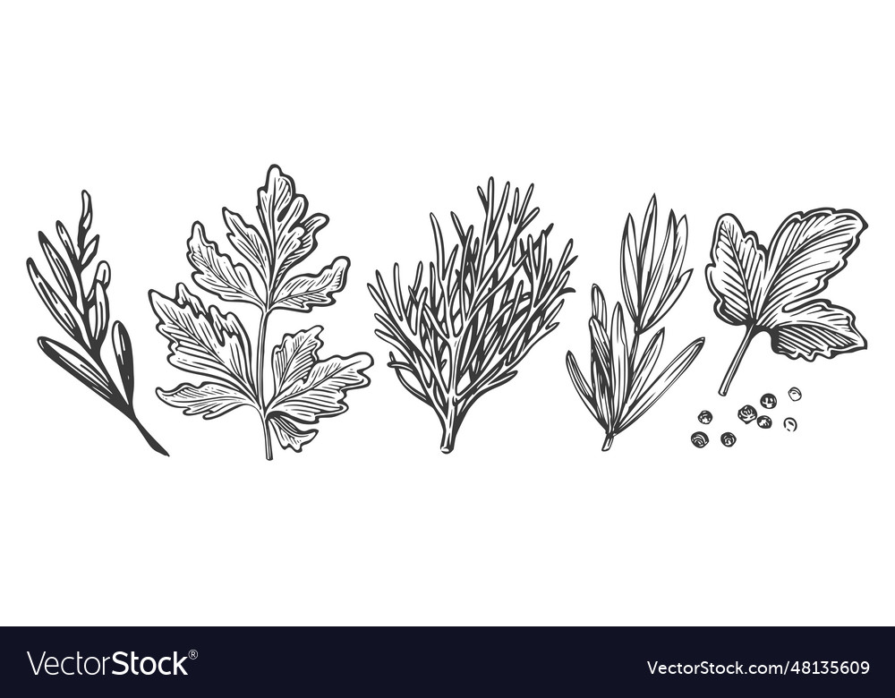 Parsley dill basil peppercorns kitchen herbs Vector Image