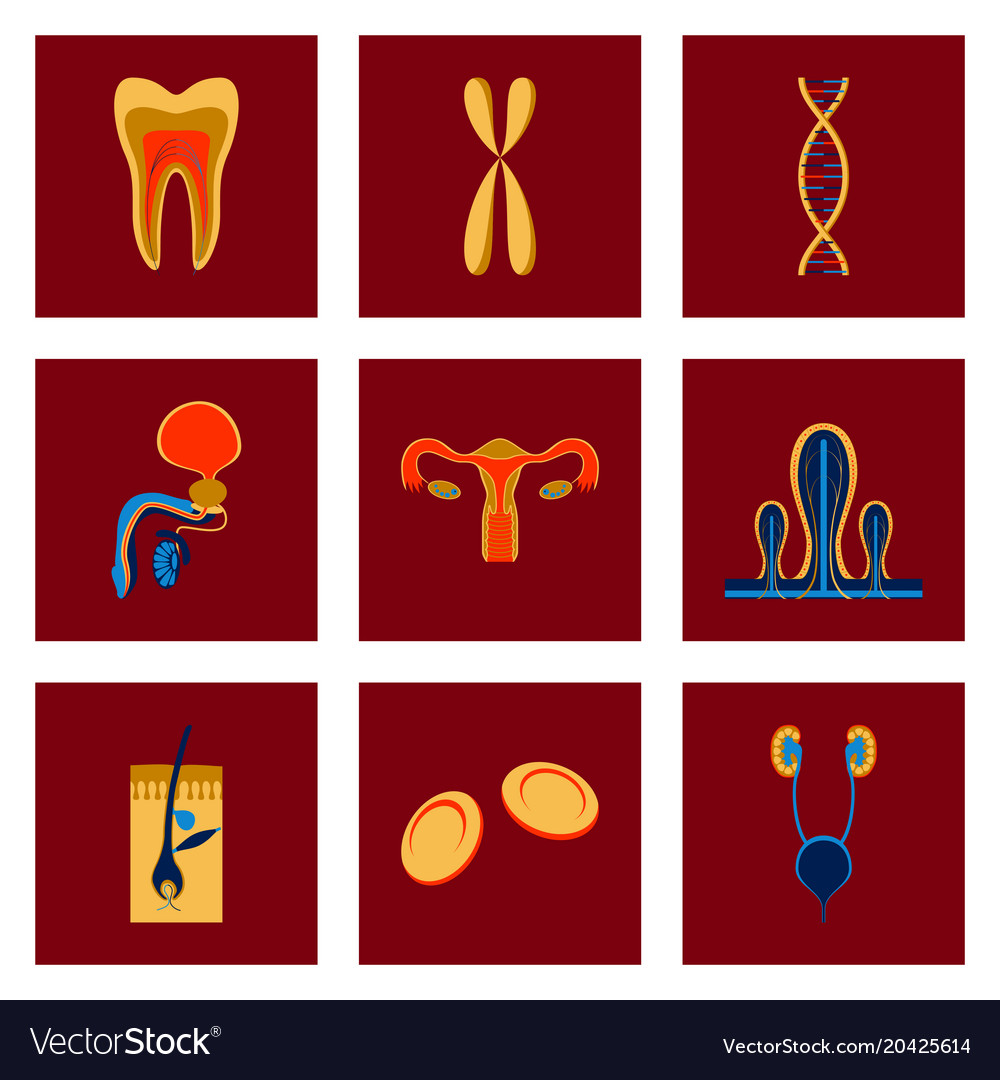 Icons set in flat style human organs cell