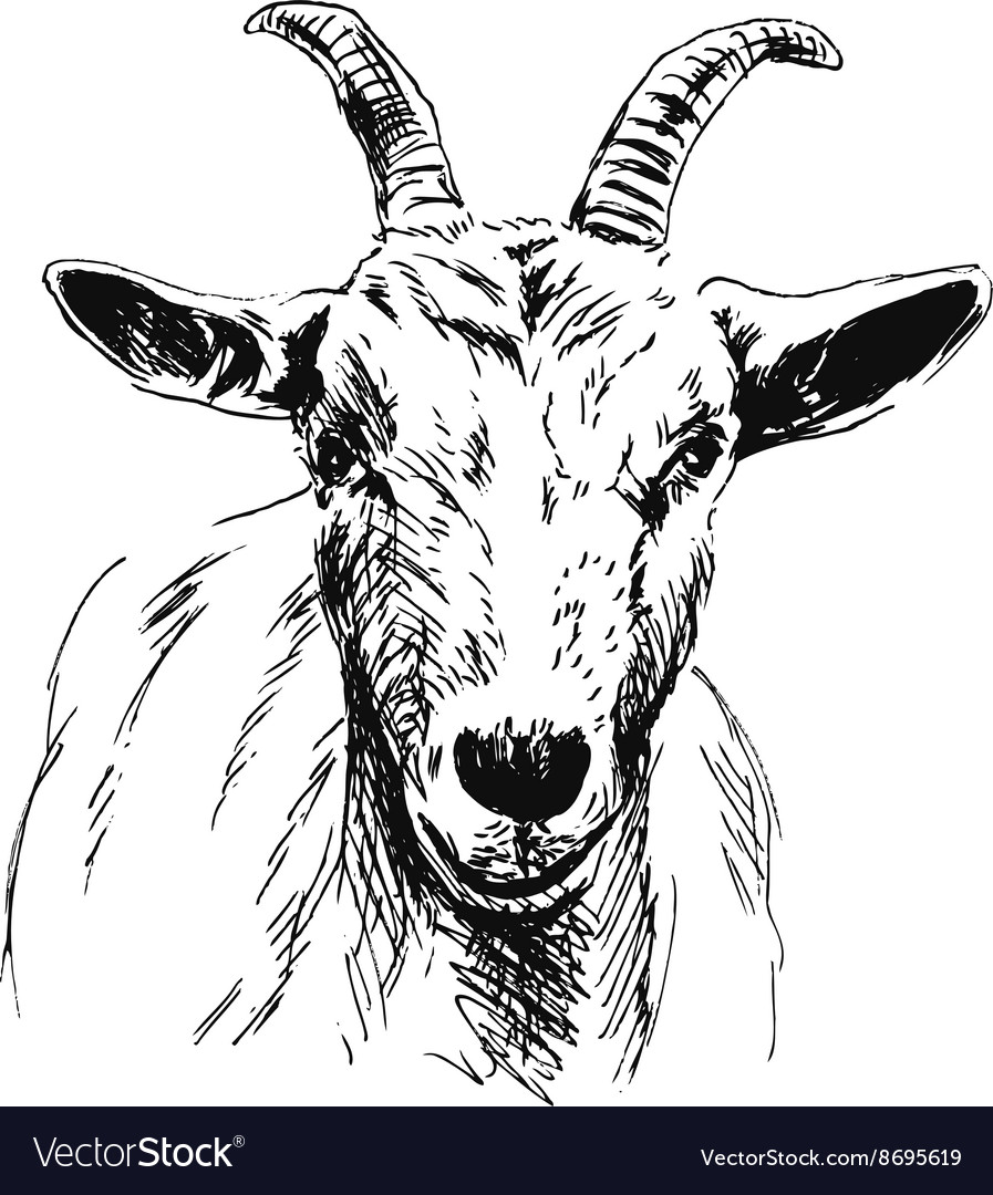 How to Draw a Goat Step by Step  Envato Tuts