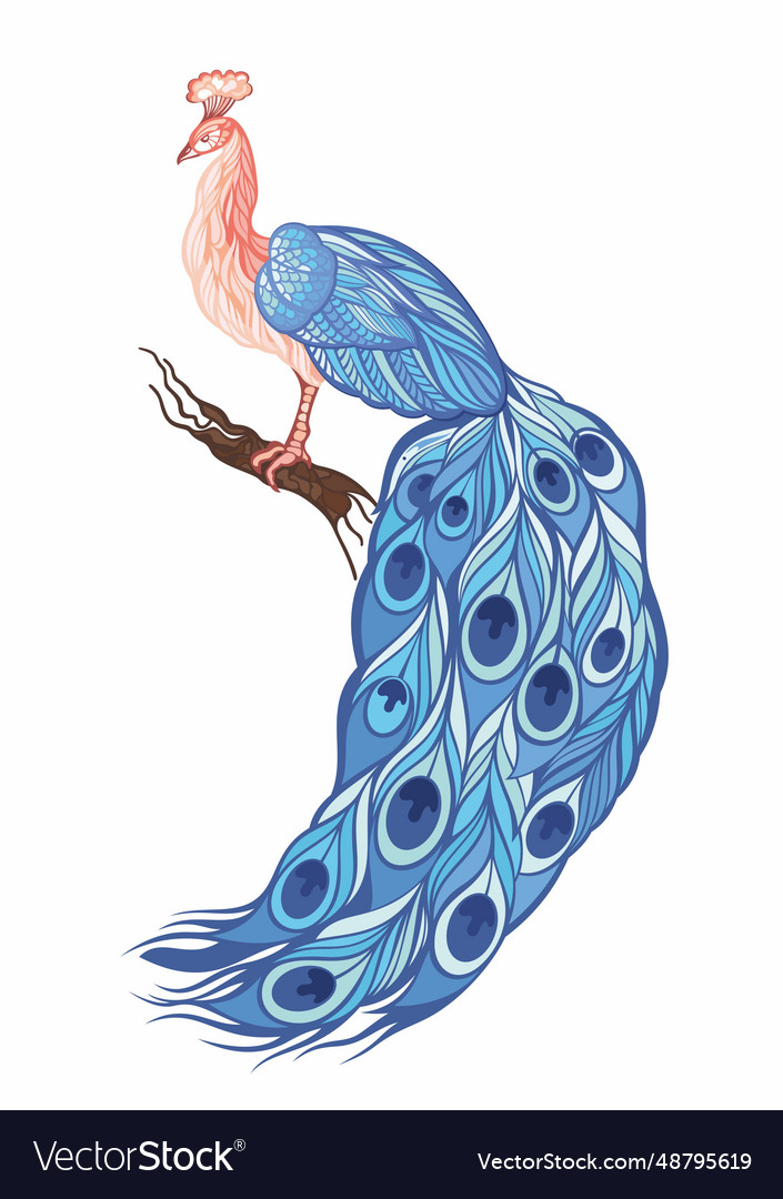 Peacock bird Royalty Free Vector Image - VectorStock