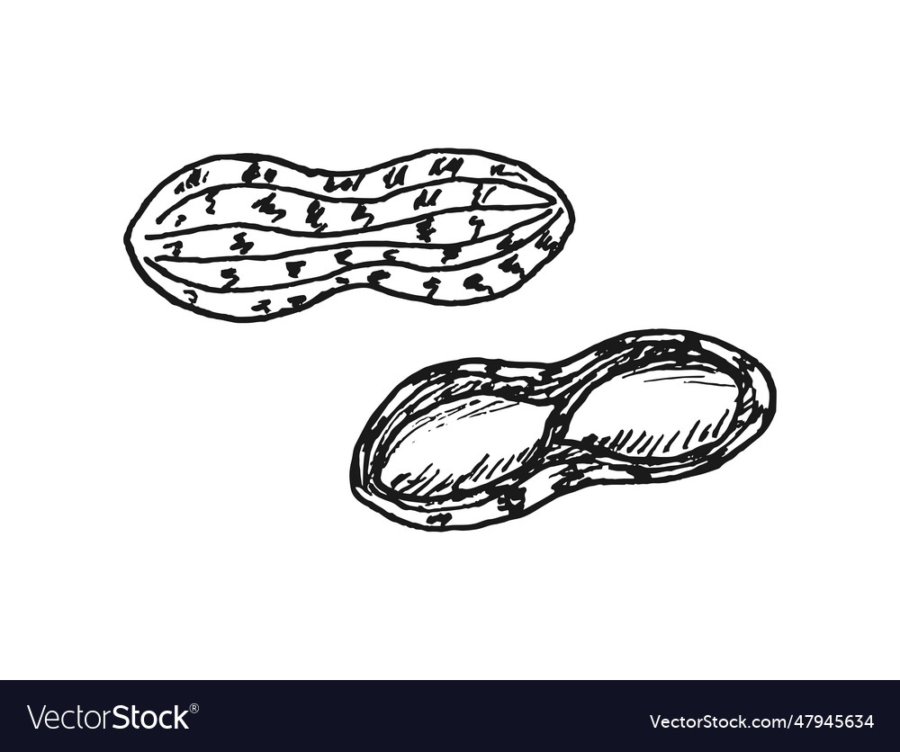 Peanuts groundnut hand drawn Royalty Free Vector Image