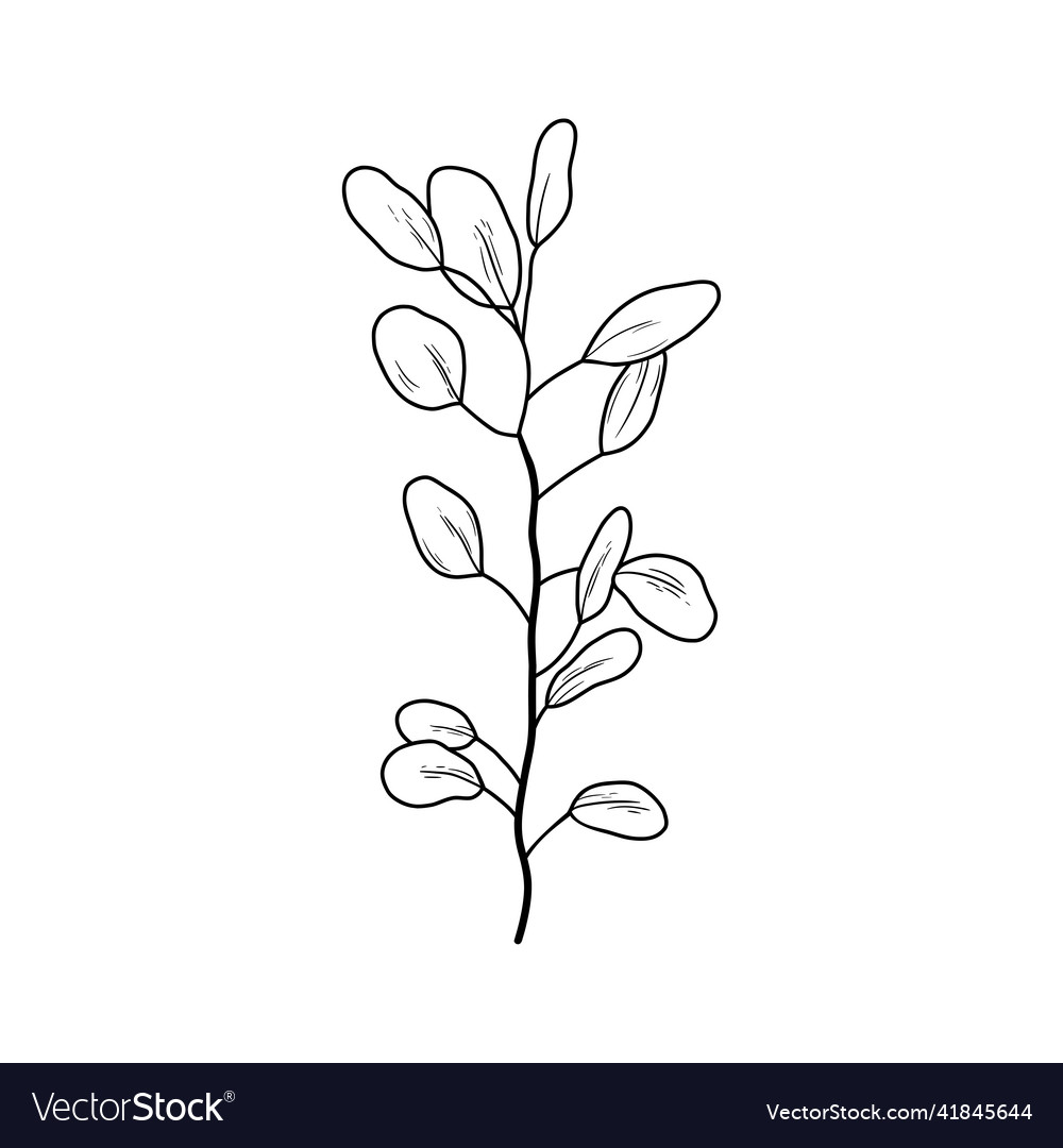 Eucaliptus branch line art drawing outline Vector Image