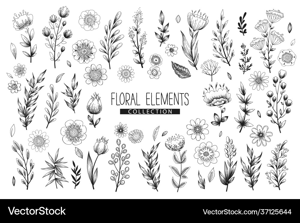 Floral elements collection Royalty Free Vector Image