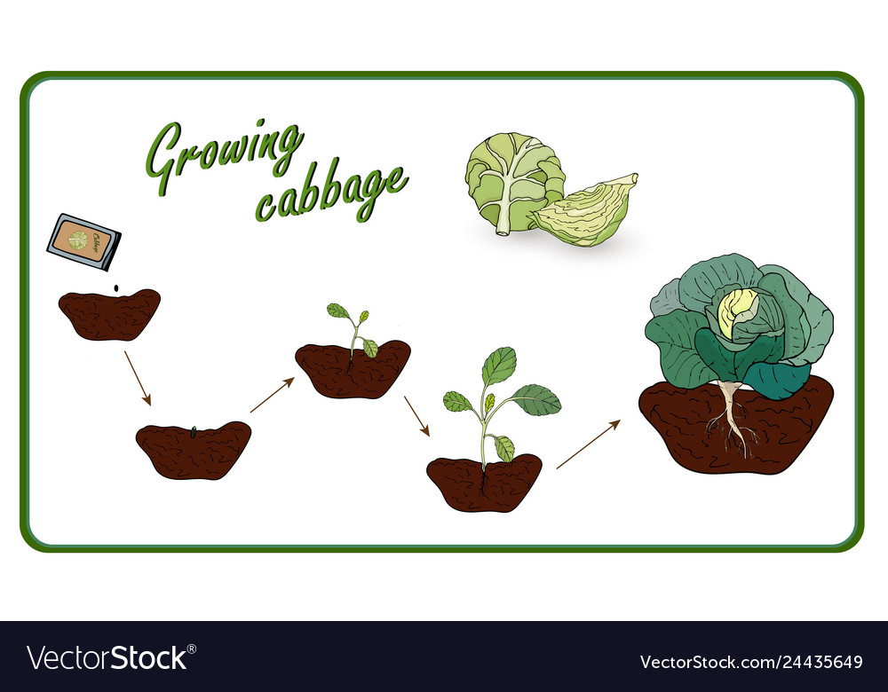 Stages of cultivation