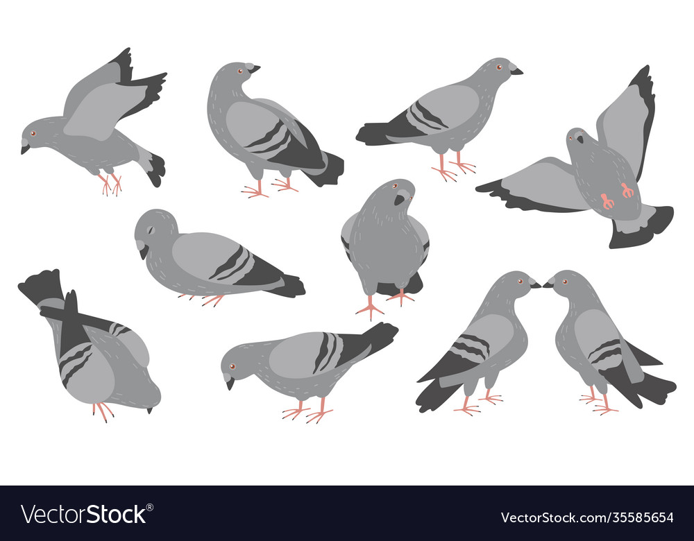 Cartoon pigeons flat icon set Royalty Free Vector Image Cartoon pigeons flat icon set Royalty Free Vector Image