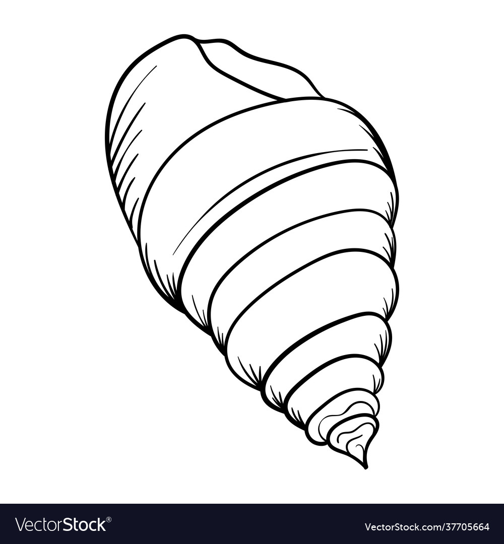 Seashell pearl line art summer time beach shell Vector Image