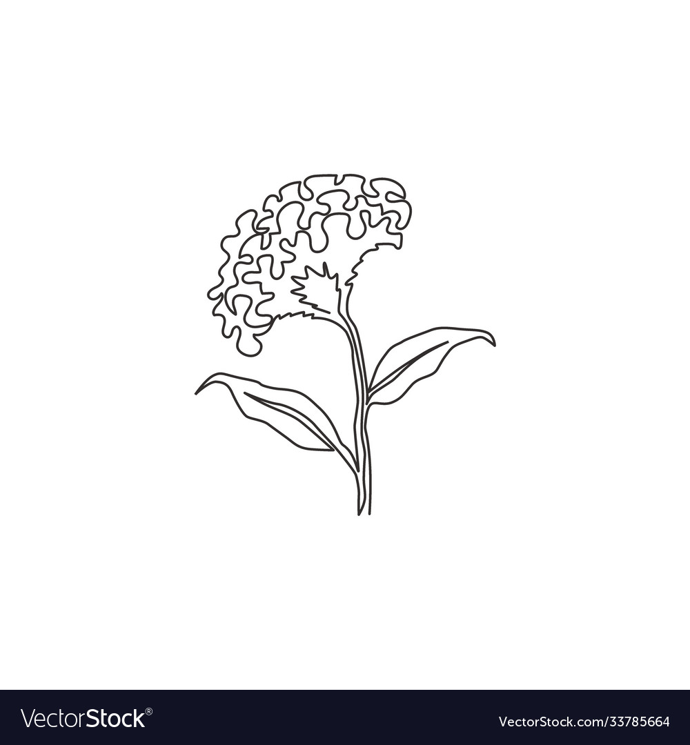 Single Continuous Line Drawing Beauty Fresh Vector Image