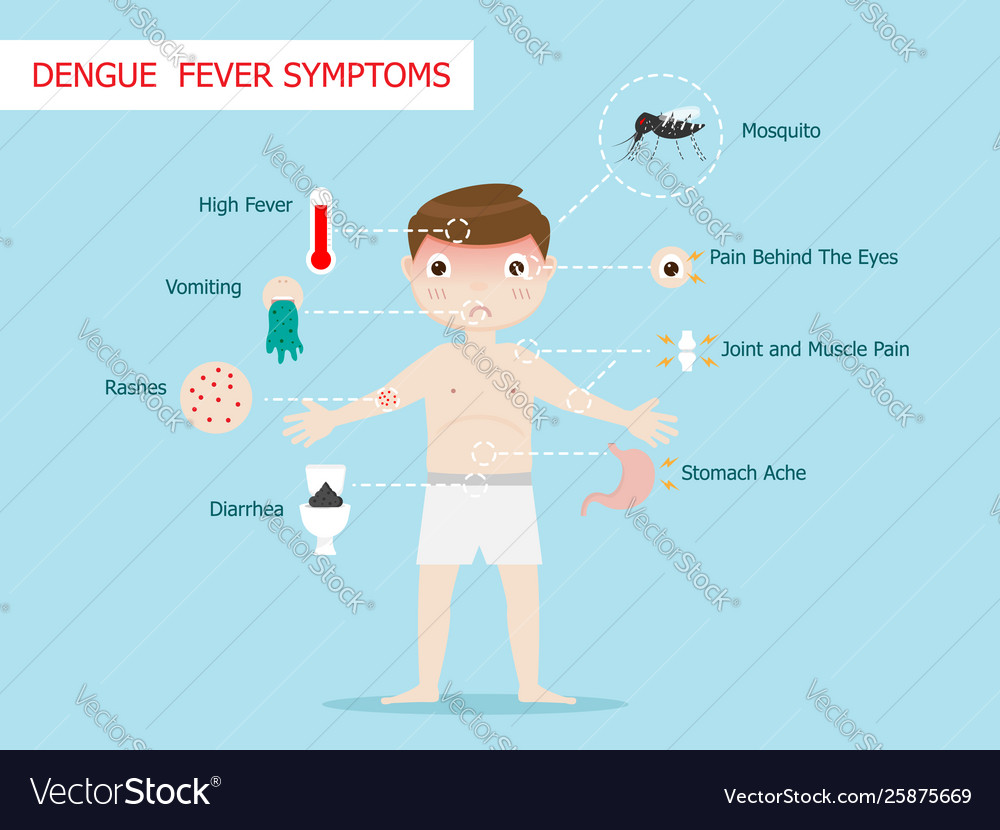 Dengue fever symptoms infographics Royalty Free Vector Image