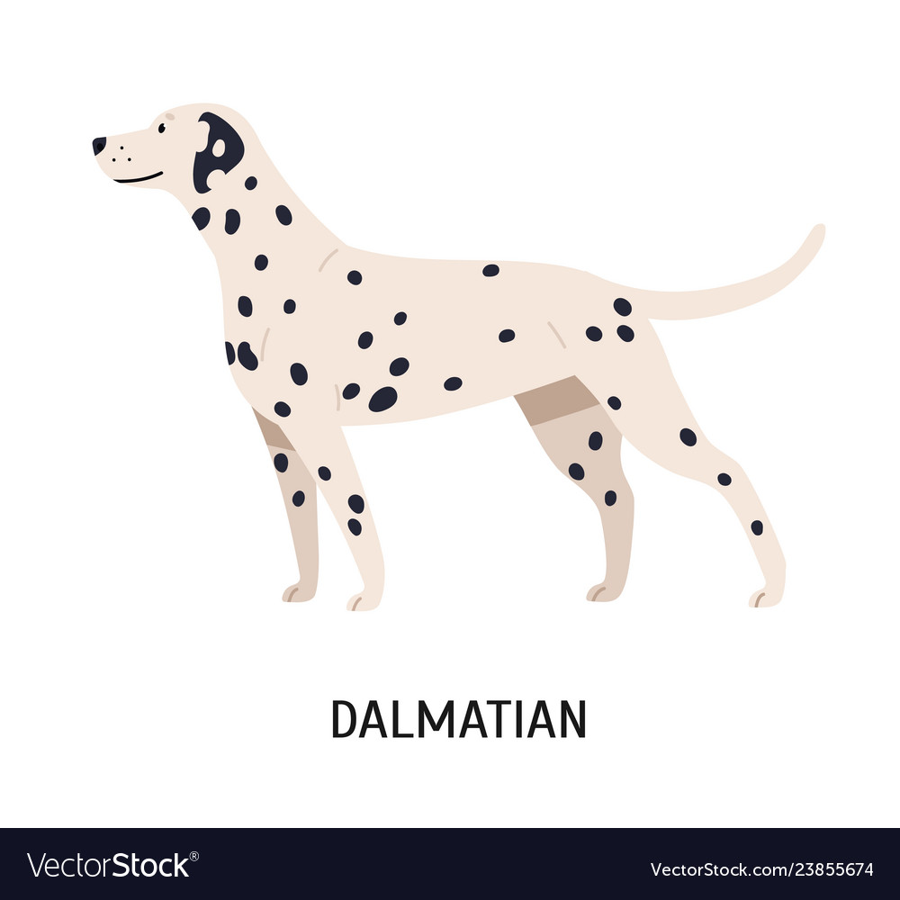 Dalmatian Gorgeous Funny Purebred Dog Isolated On Vector Image