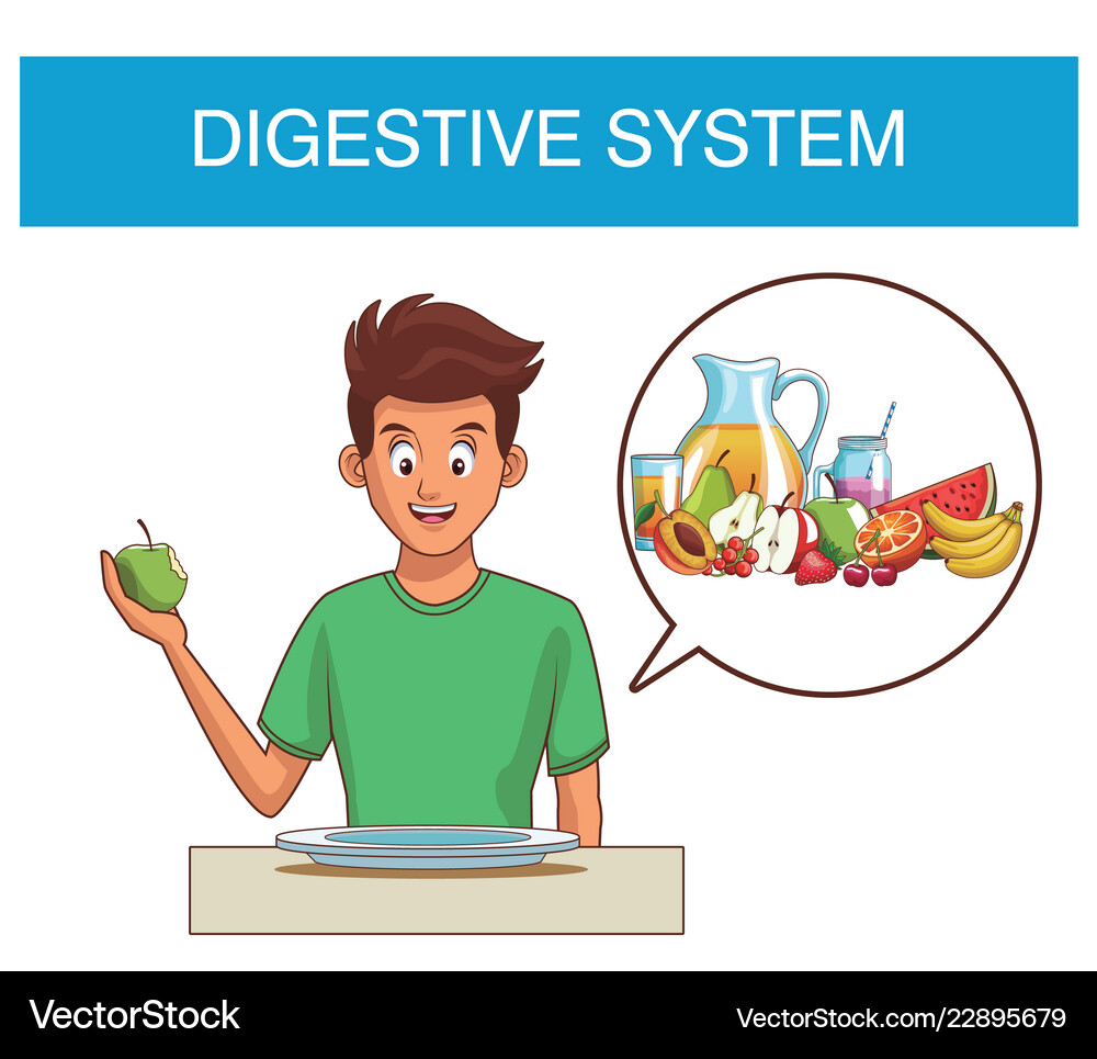 Digestive system concept Royalty Free Vector Image