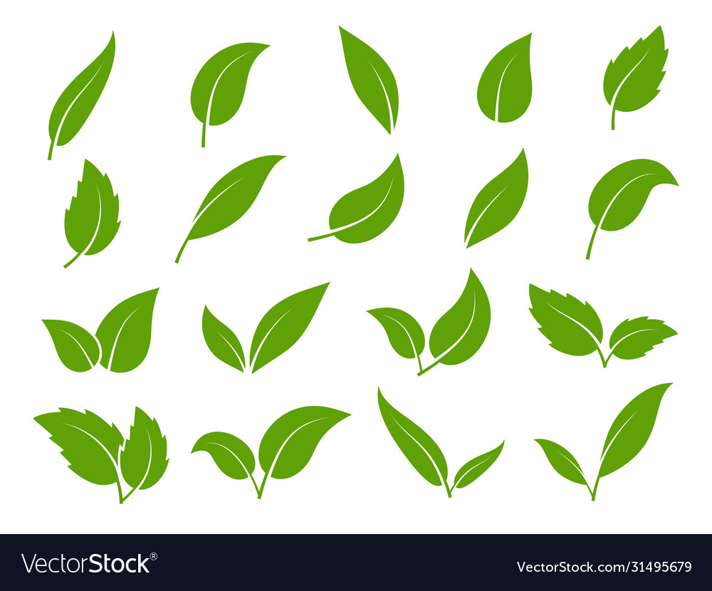 Leaf icon green leaves trees vector image Leaf icon green leaves trees