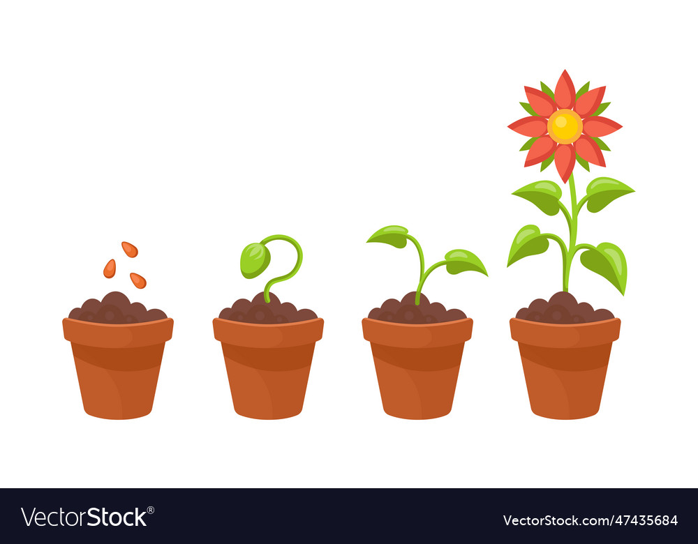 Flower growth stages set Royalty Free Vector Image