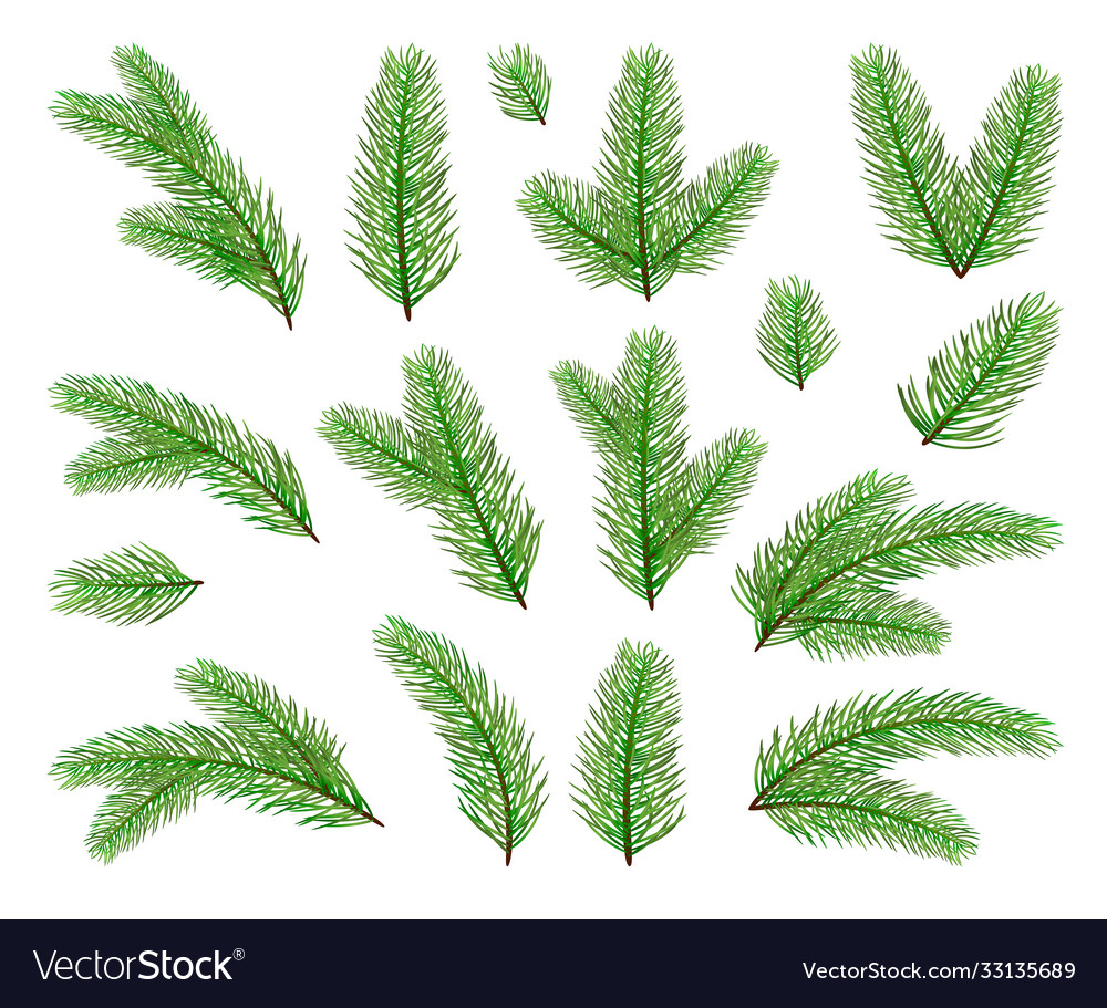 Christmas tree branches Royalty Free Vector Image