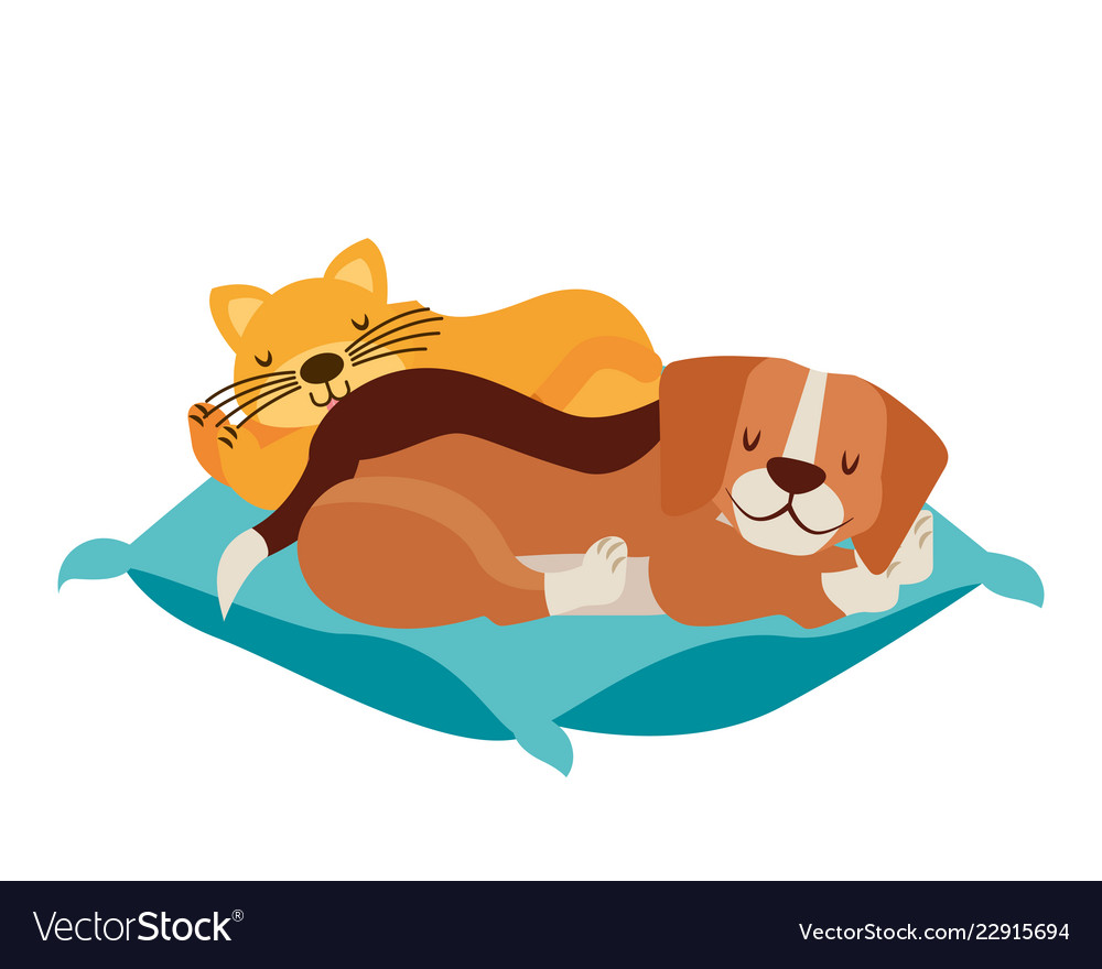 Dog and cat pets on cushion