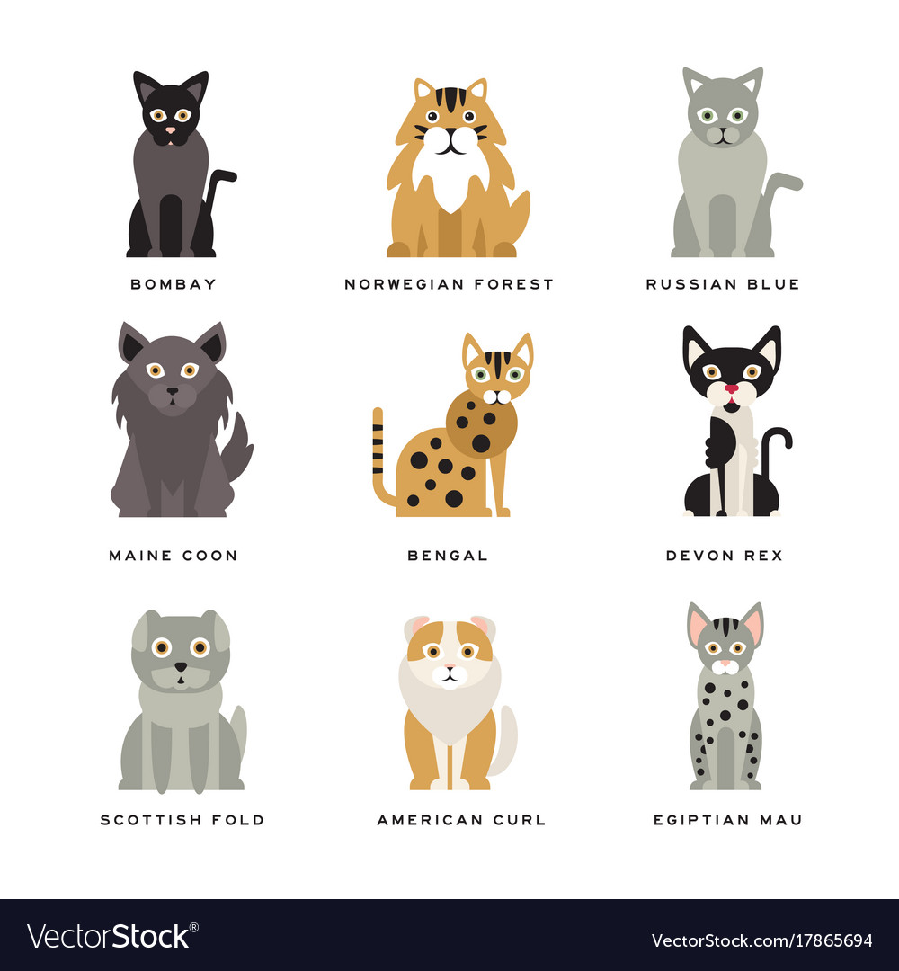 Flat domestic breeds of cats Royalty Free Vector Image