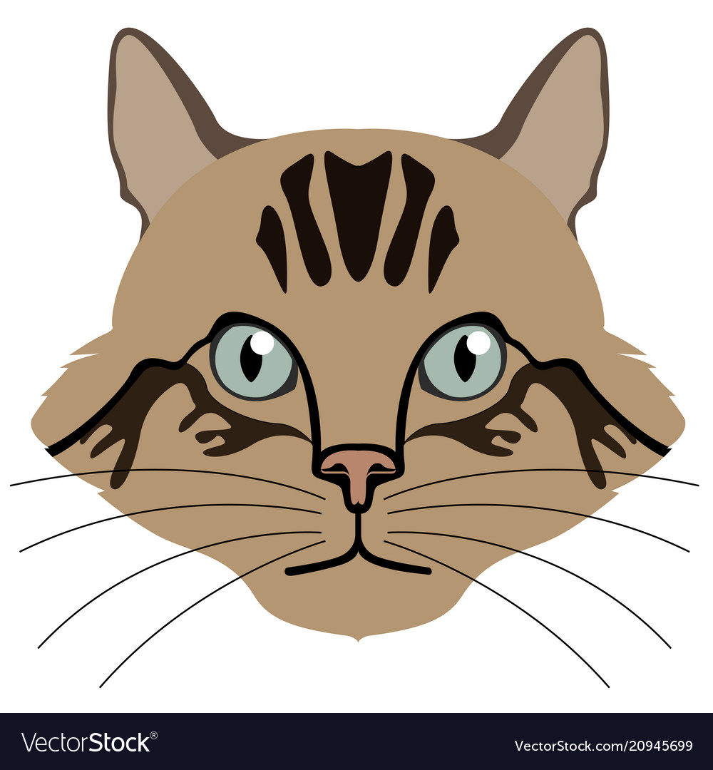 Avatar of a cat breeds Royalty Free Vector Image