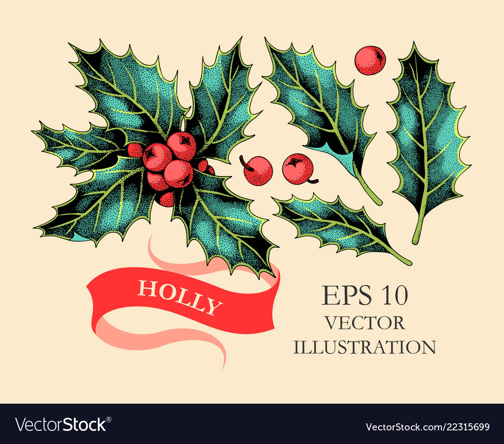 Set Of Holly Leaves And Berries Royalty Free Vector Image Set Of Holly Leaves And Berries Vector 22315699