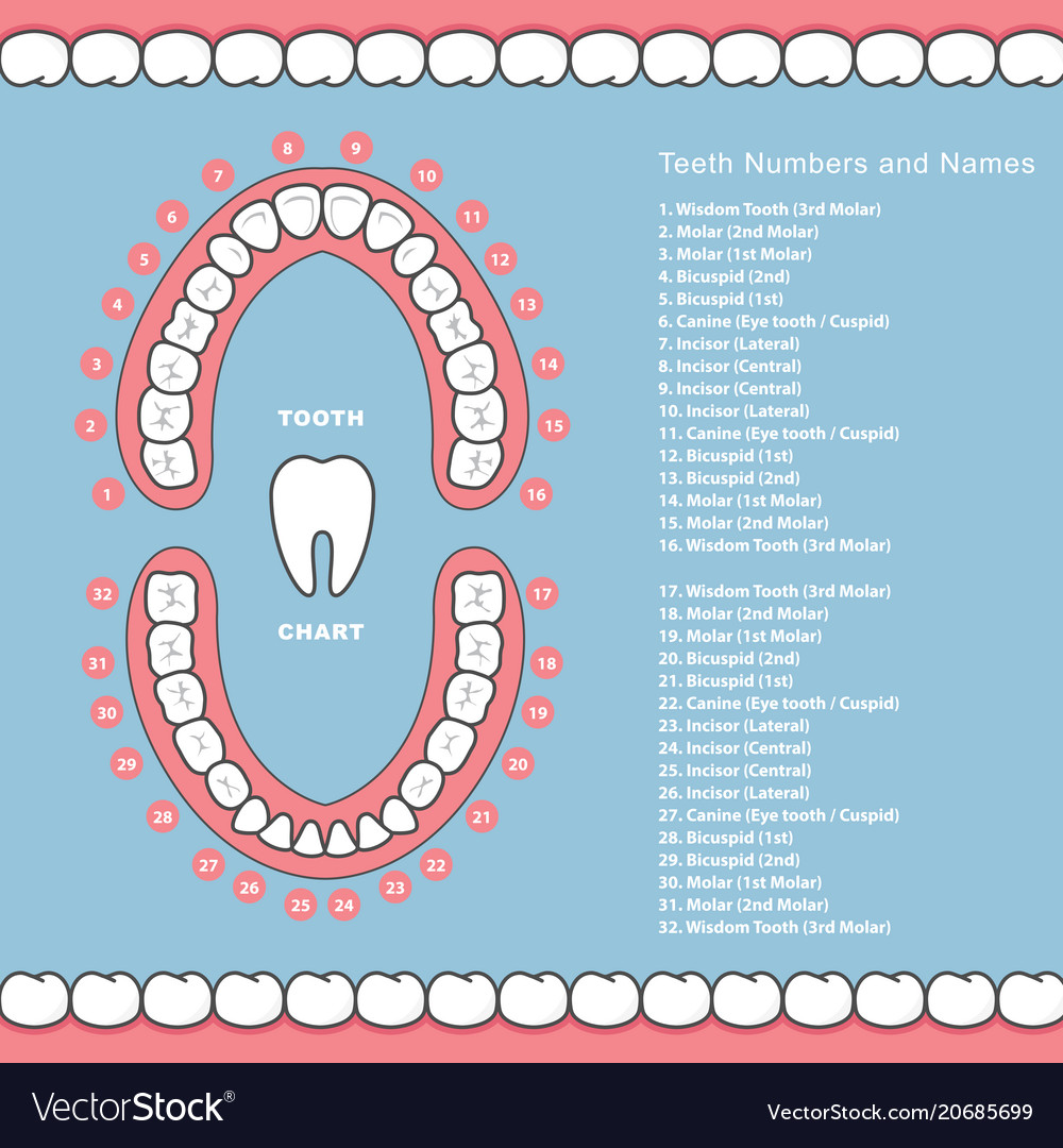 13+ Printable Diagram Of Teeth With Numbers Pics DirectScot