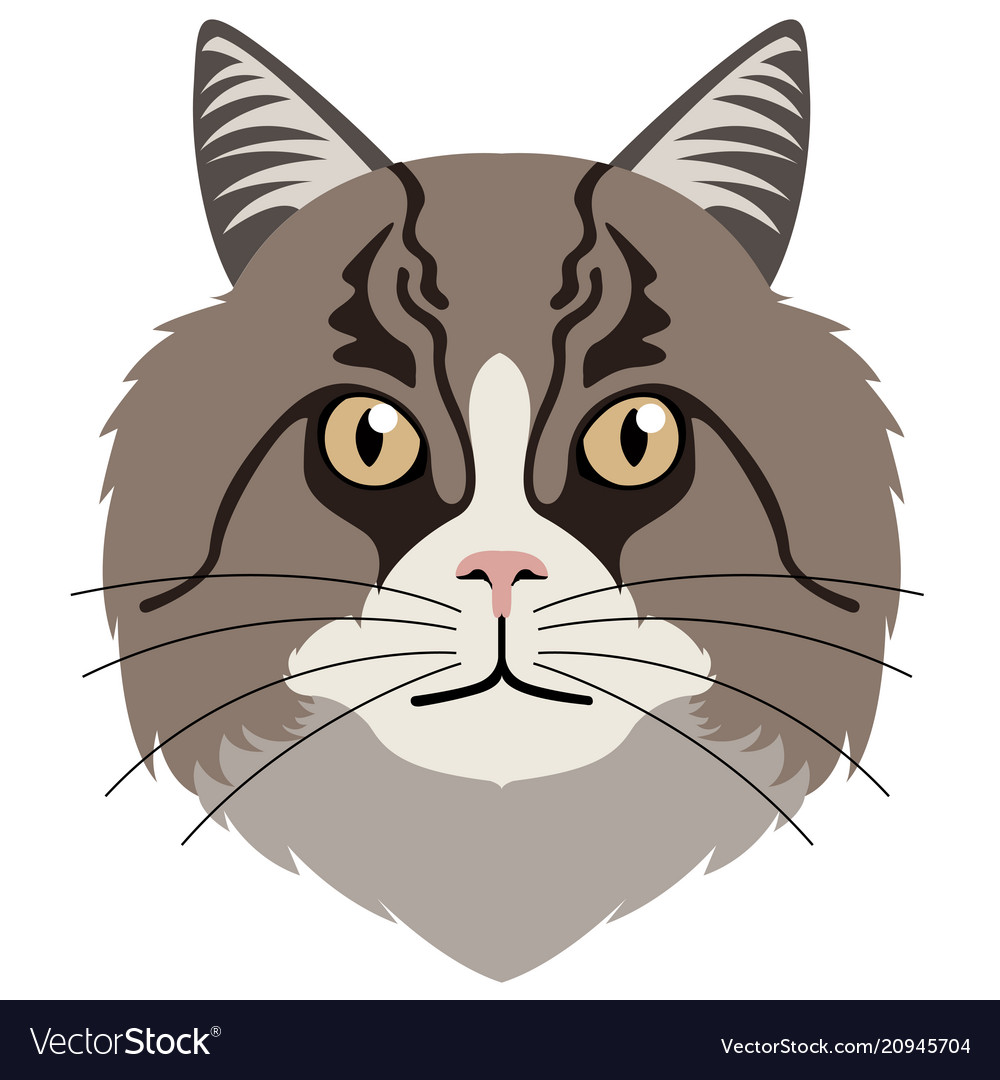 Norwegian west cat avatar breeds Royalty Free Vector Image