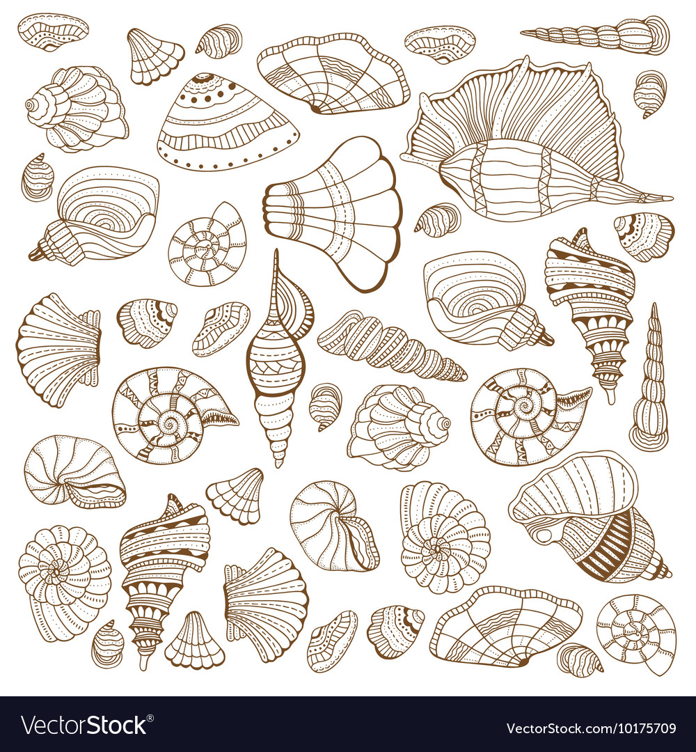 Seashell set collection