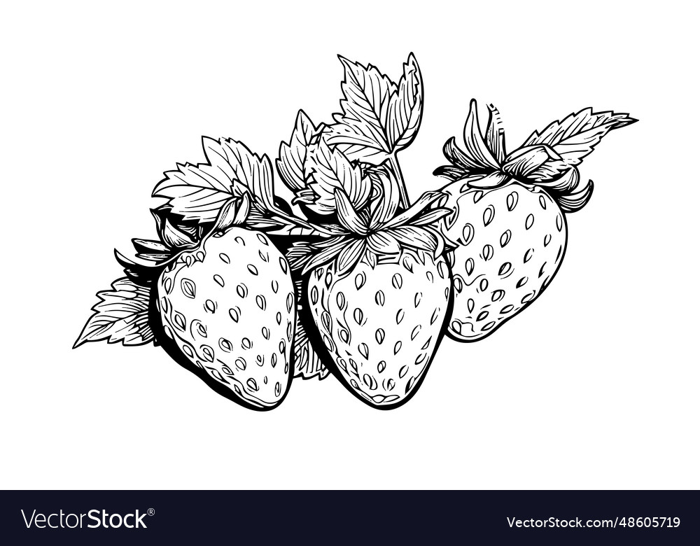 Strawberry in engraving style design element