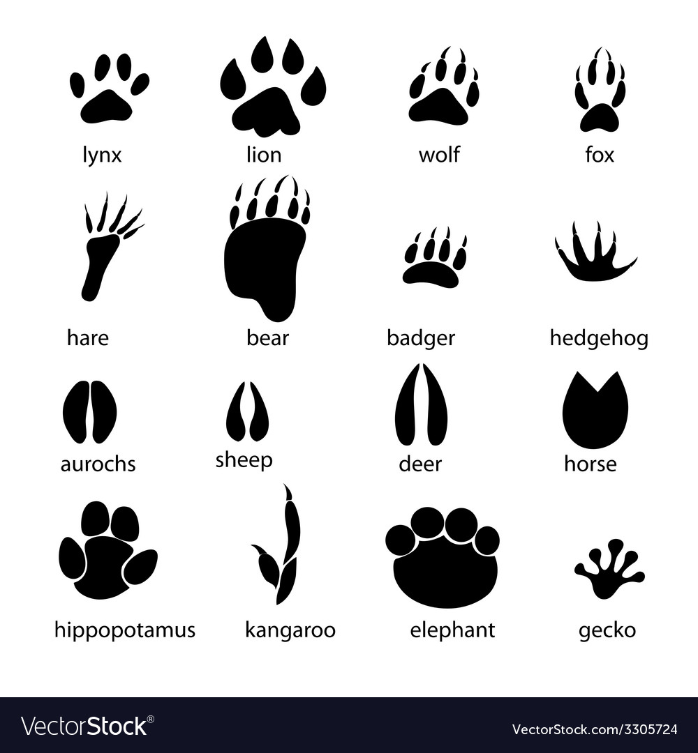 Set different animal tracks Royalty Free Vector Image