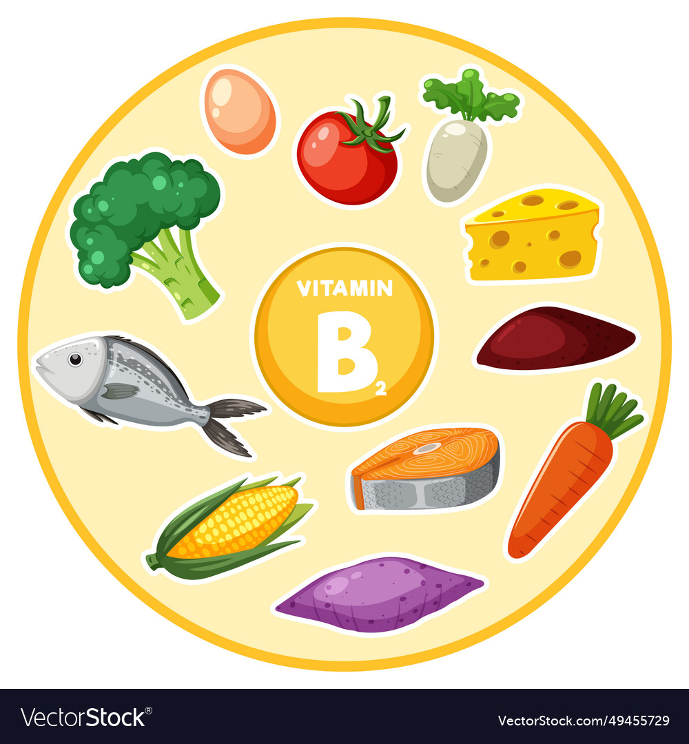 Group of vitamin b2-rich foods in Royalty Free Vector Image