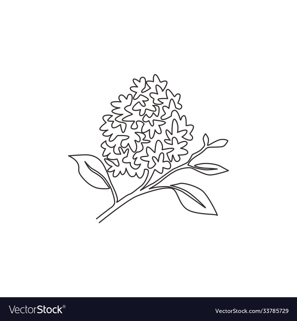 One Continuous Line Drawing Beauty Fresh Syringa Vector Image