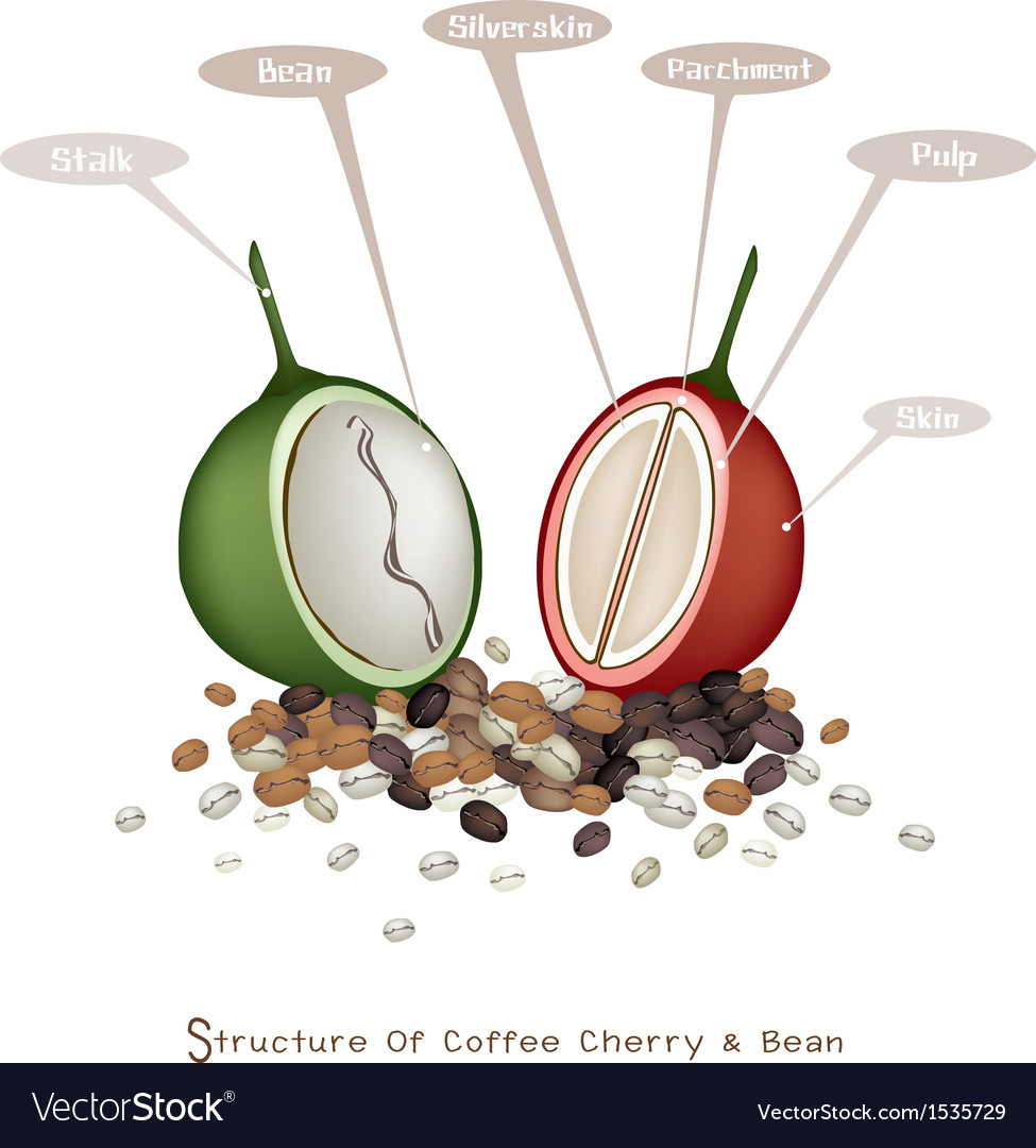 Structure of ripe and unripe coffee berries Vector Image