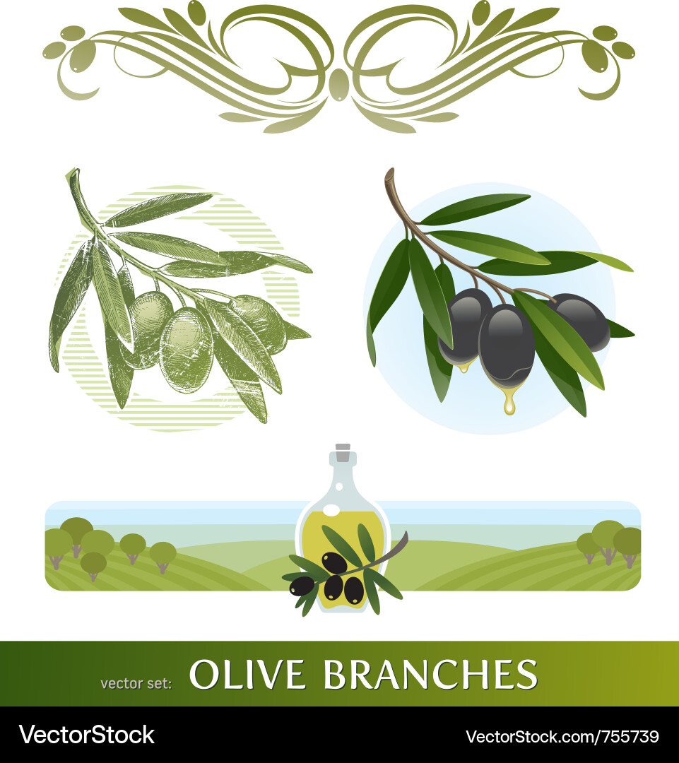 Set - olive branches Royalty Free Vector Image