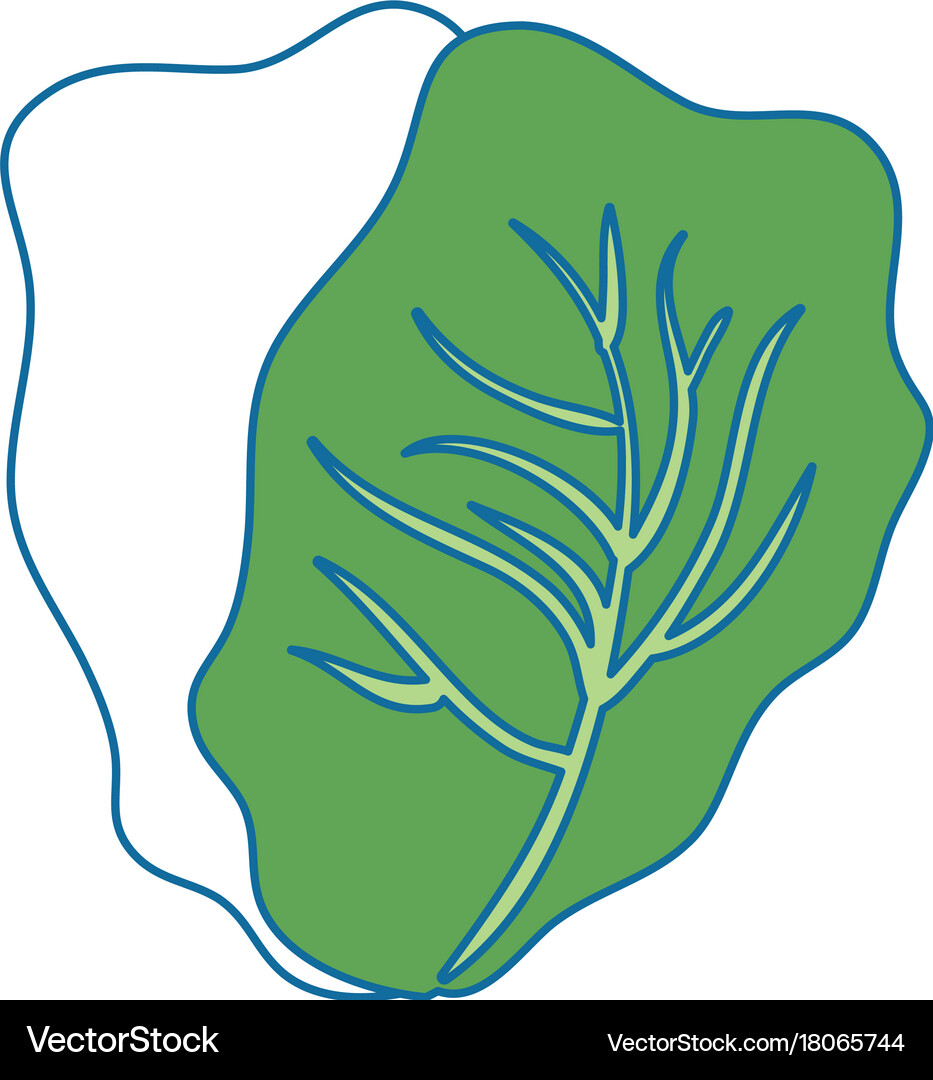 Cabbage fresh vegetable icon Royalty Free Vector Image