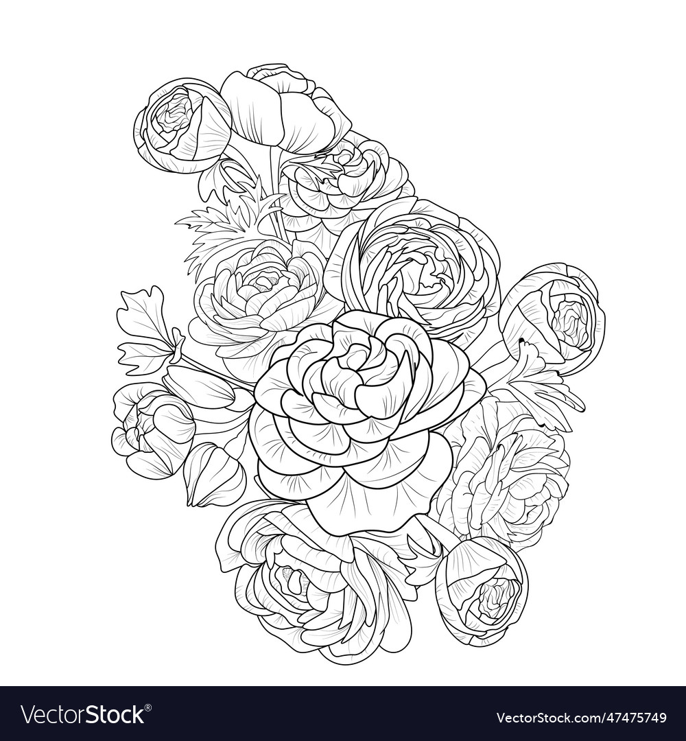 Set Of Hand-drawn Ranunculus Flowers Doodle Vector Image