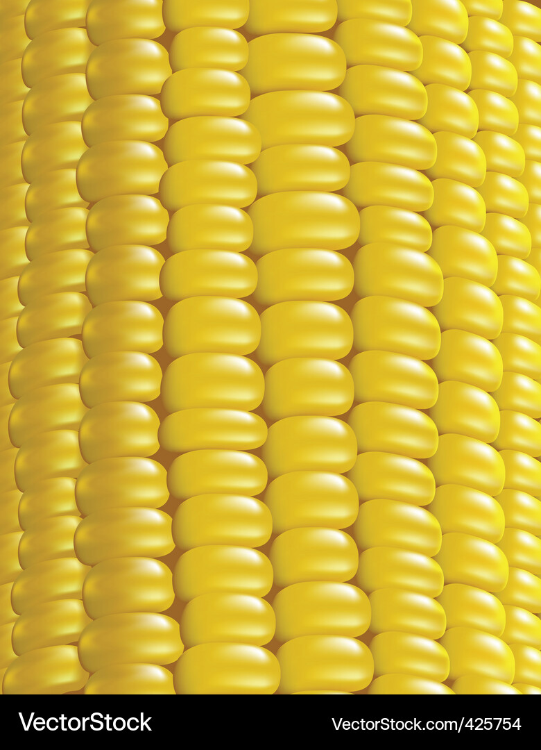Ripe corn Royalty Free Vector Image - VectorStock