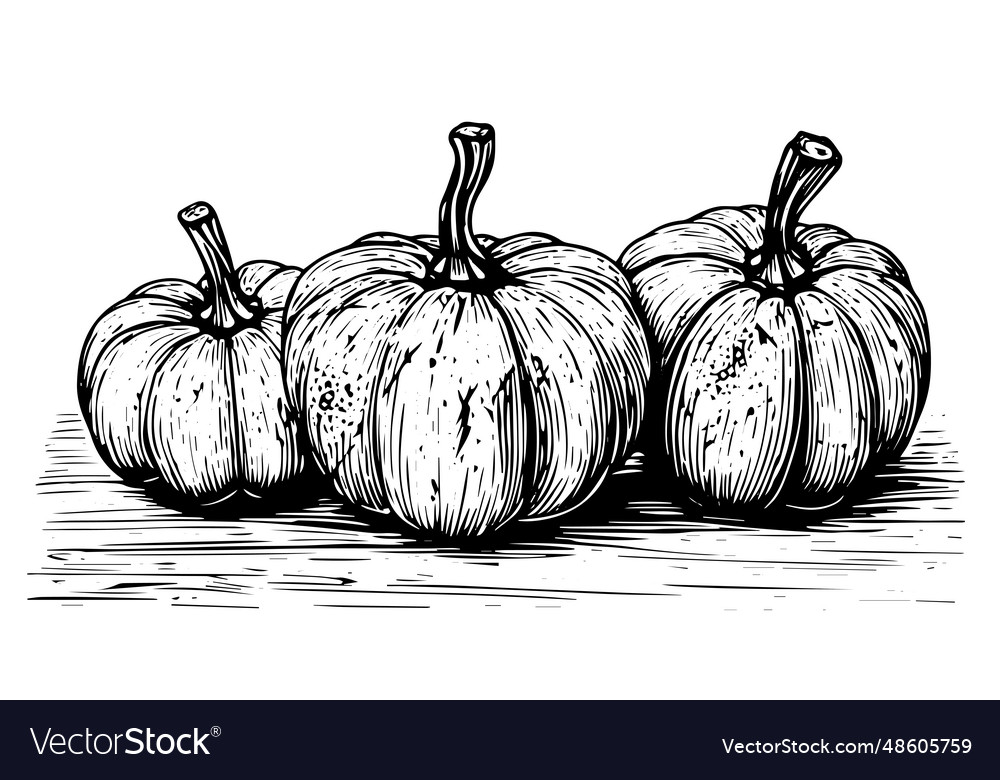 Ink sketch of pumpkin isolated on white background