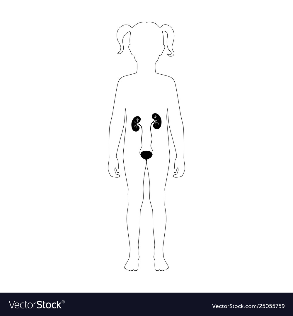 Isolated kidney