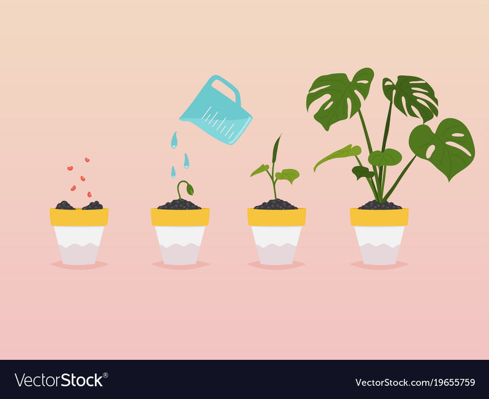 Plant growing stages timeline infographic of Vector Image