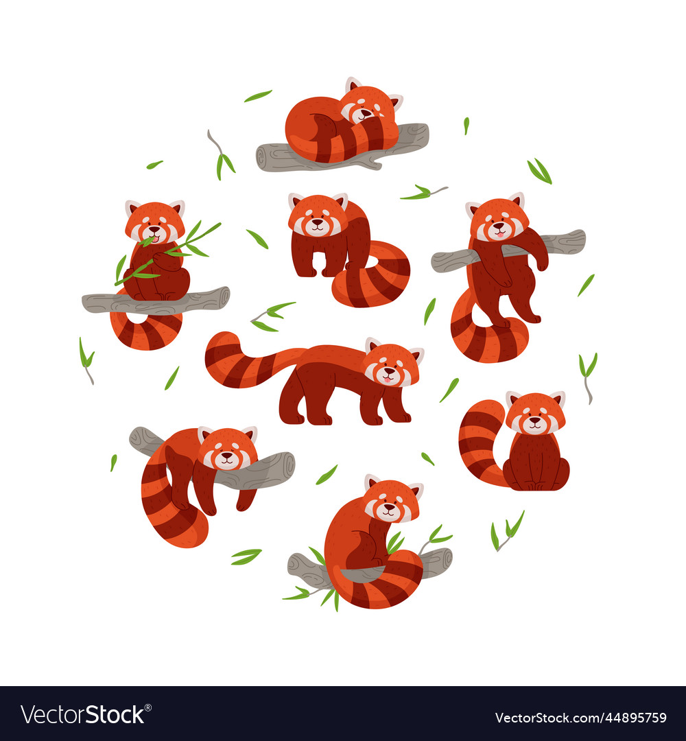 Red Pandas in Circle
