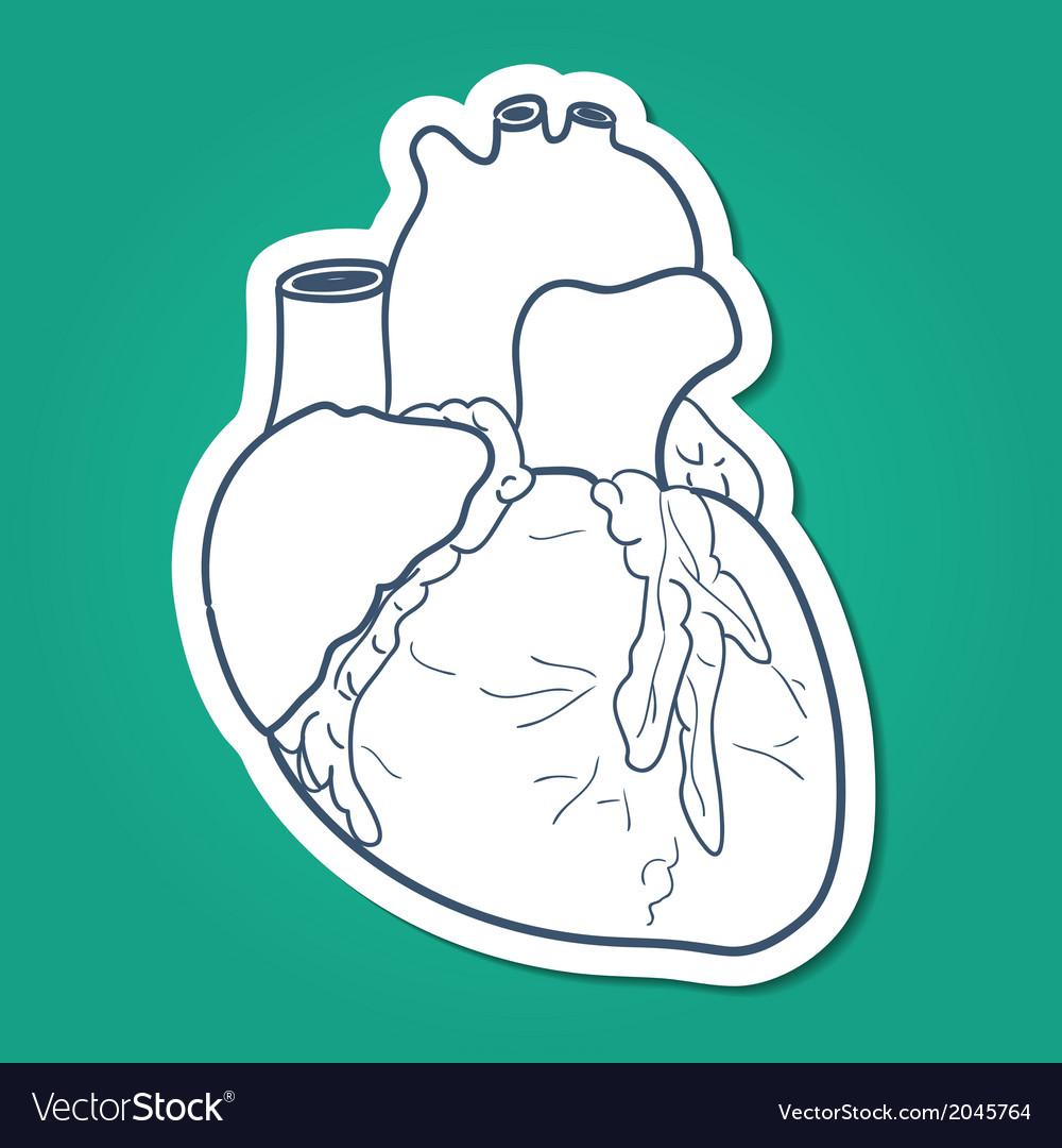 Anatomical heart human organ