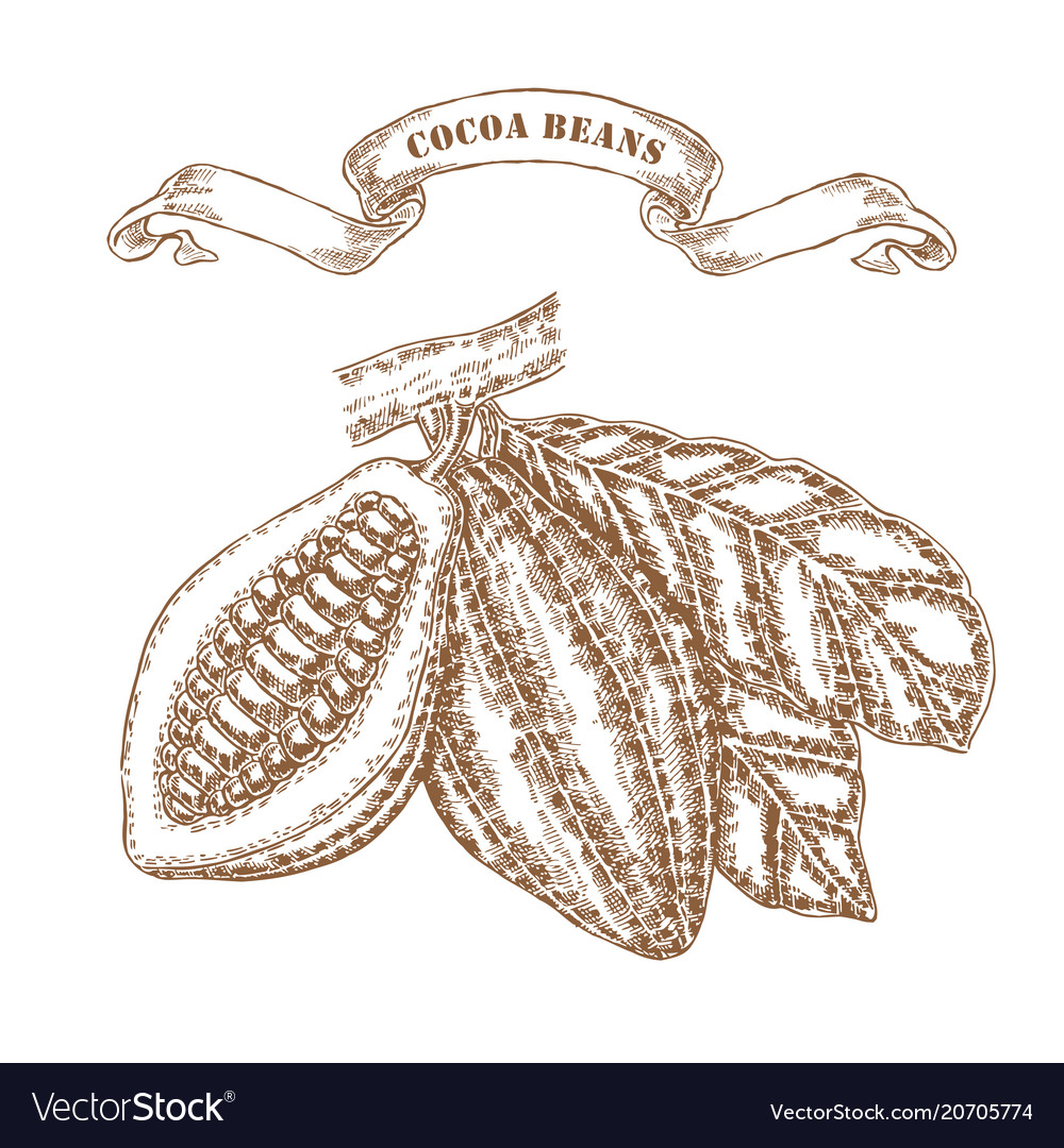 Hand drawn cocoa beans on branch