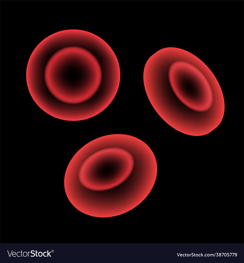 Erythrocytes in blood vessel