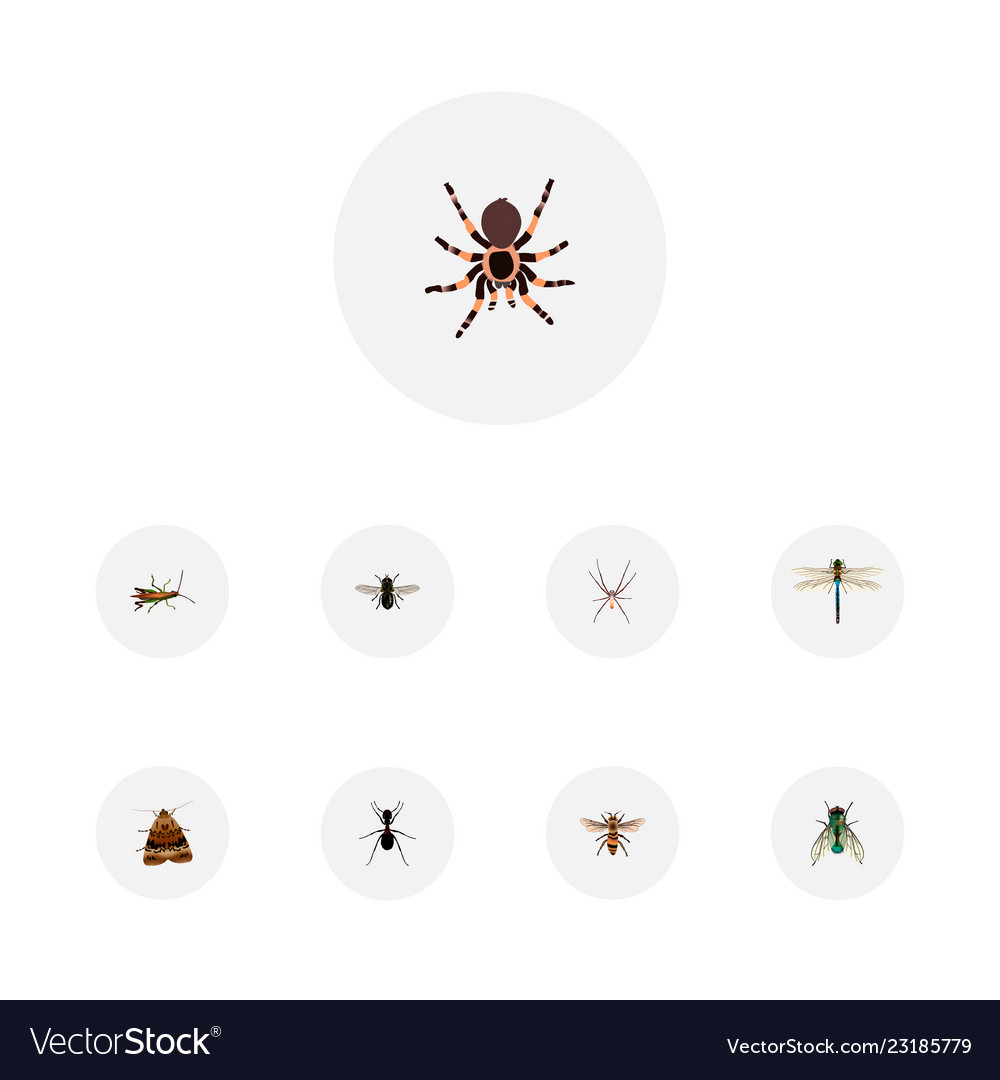Set of bug realistic symbols with wasp pismire Vector Image Set of bug realistic symbols with wasp pismire