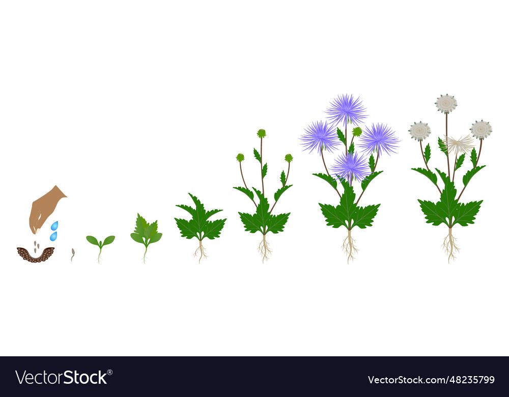 Cycle of growth aster plant Royalty Free Vector Image