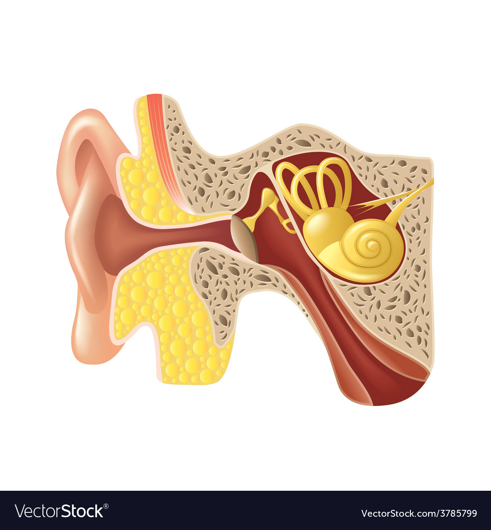 Ear anatomy isolated Royalty Free Vector Image