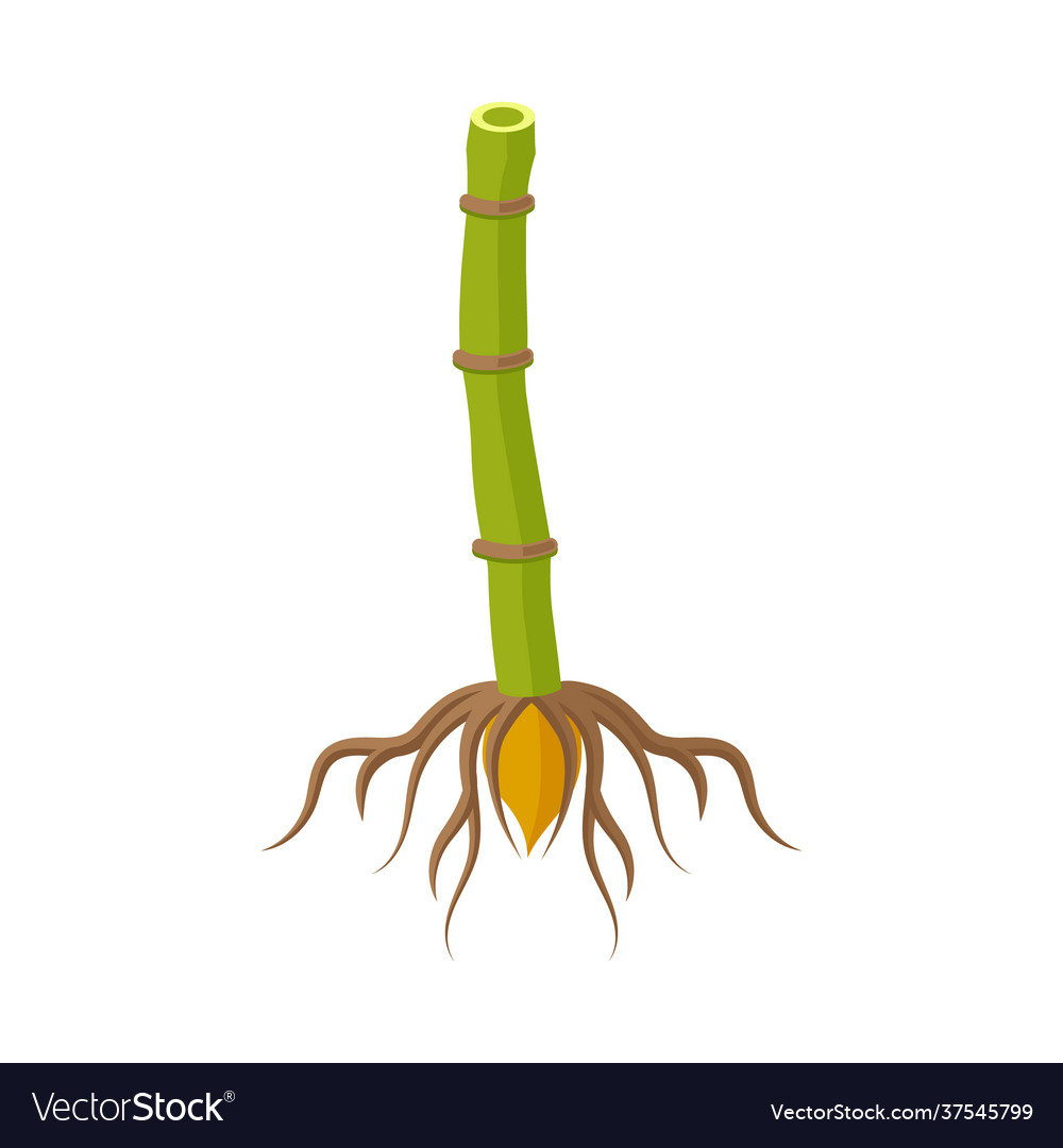 Isolated object root and sugar icon web