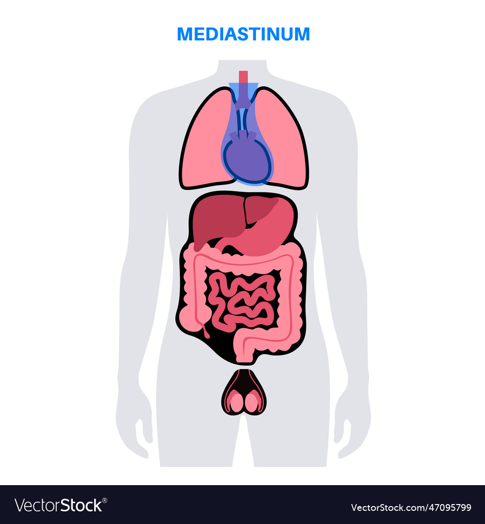 Mediastinum infographic poster