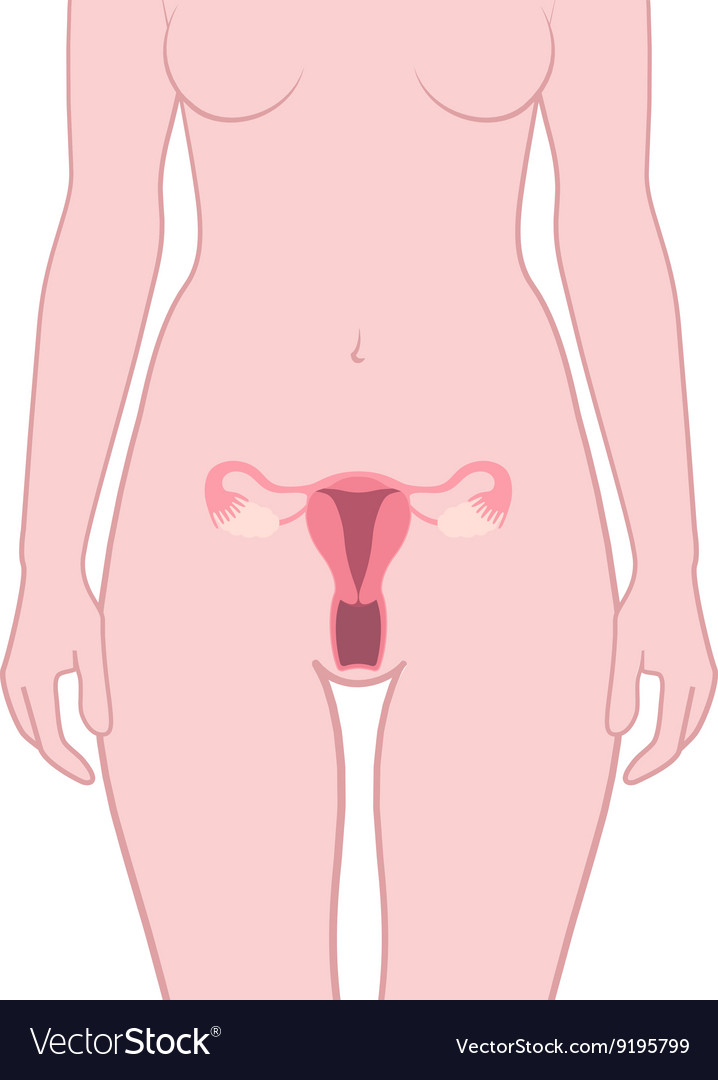 Structure of the uterus