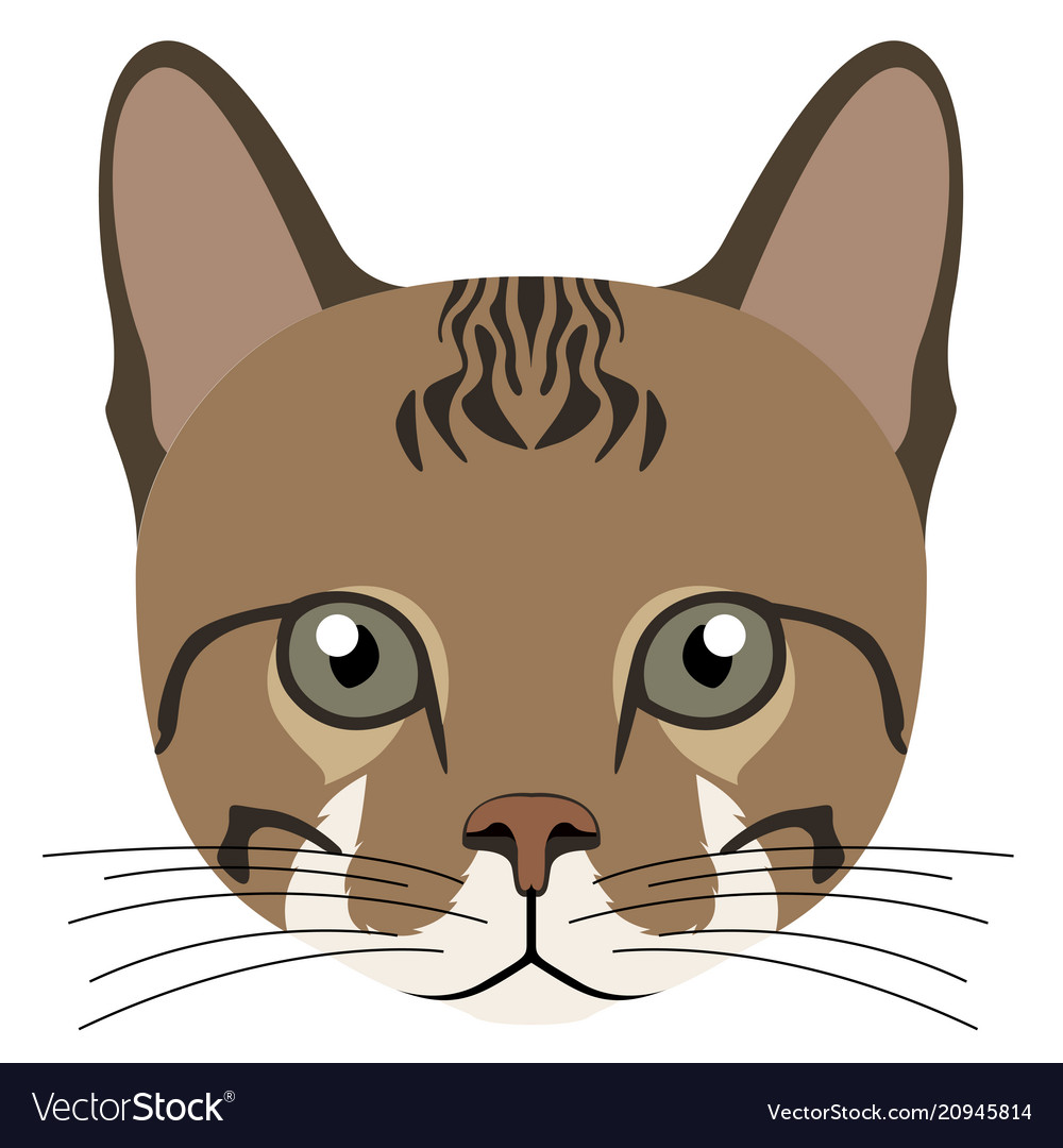 Avatar of a cat breeds Royalty Free Vector Image