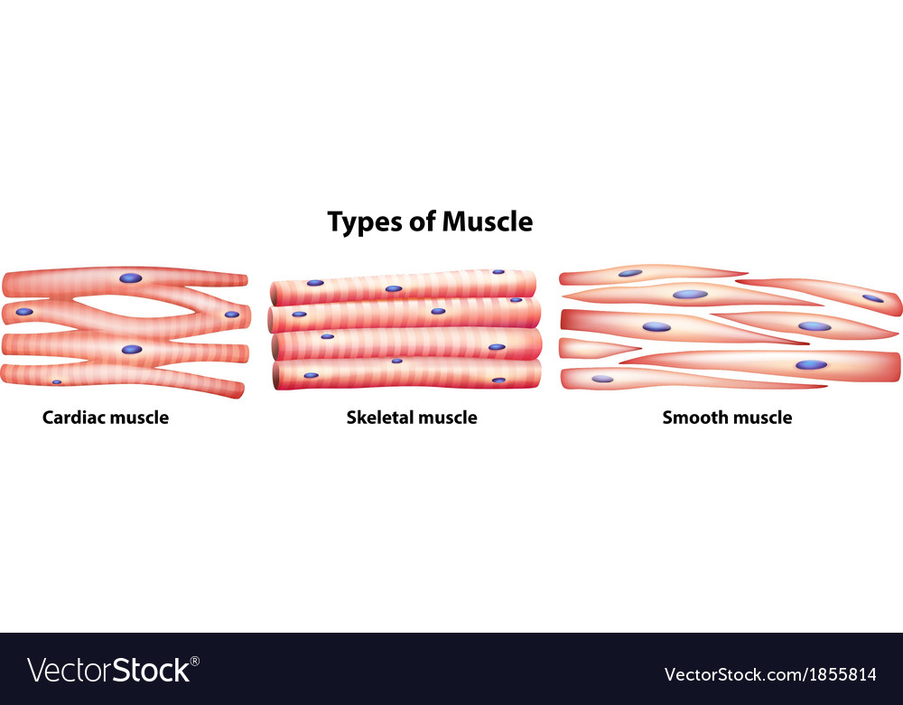 Muscle Types and Structures