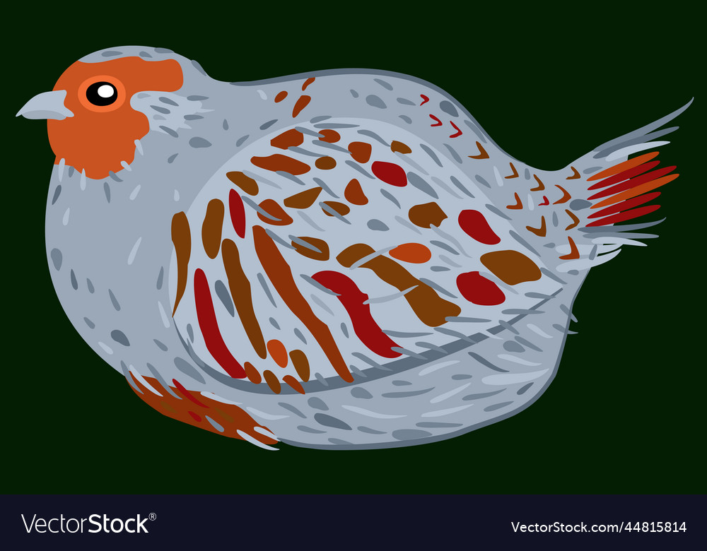 Partridge on dark green background