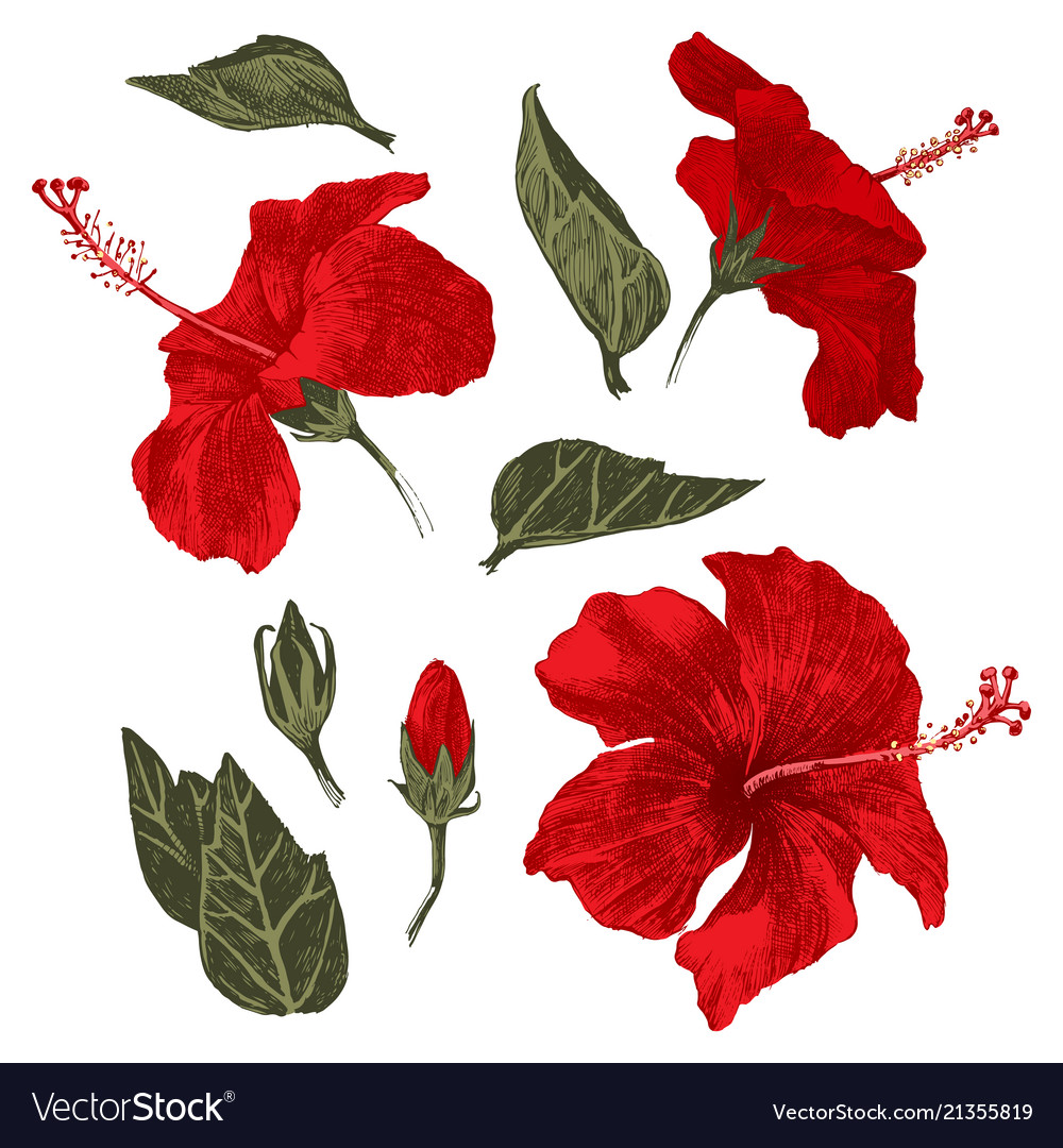 Hand drawn hibiscus leaves flowers and buds